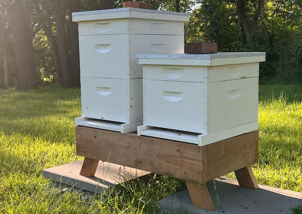 Two Langstroth hives on a hand-built stand in a backyard apiary.